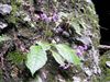 湯澤源流のイワタバコの花