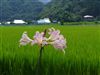 奥久慈の花