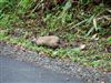 花貫渓谷の野うさぎ